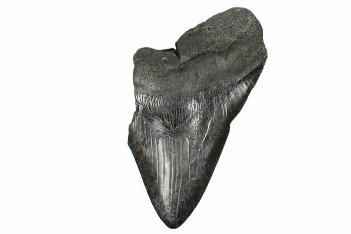 Partial, Fossil Megalodon Tooth - South Carolina #170510